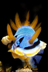Chromodoris annae by Penn De Los Santos 